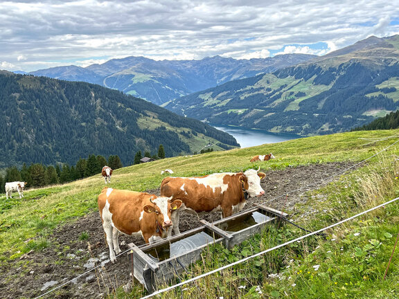 Kühe auf der Hinterplatte